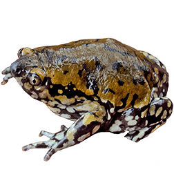 Domino Pudgy Frog